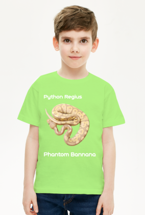Pyton królewski Python Regius Phantom Bannana