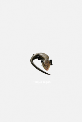 Tiliqua Gigas