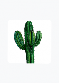 Magnes Kaktus