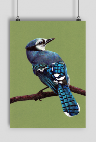 Plakat A2 Modrosójka błękitna