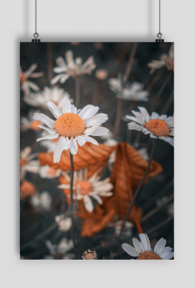 Plakat A2 - stokrotka #1