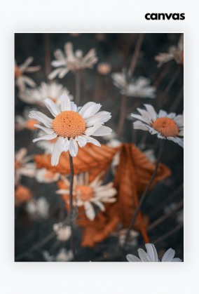 Płótno CANVAS - stokrotka #1