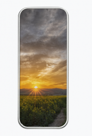 Piórnik metalowy - rzepakowy wschód