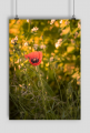 Plakat A2 - mak #1