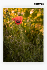 Płótno CANVAS - mak #1