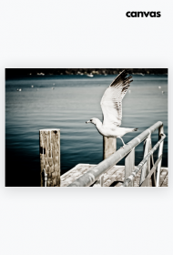 Płótno Mewa