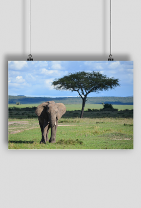 SŁOŃ Afrykański | Plakat poziomy A2