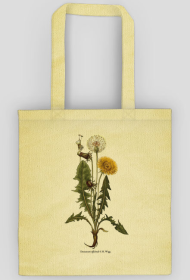 Mniszek lekarski roślina rysunek