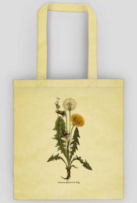 Mniszek lekarski roślina rysunek