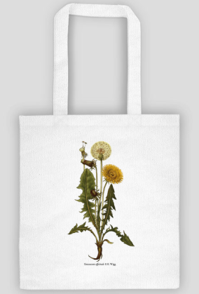 Mniszek lekarski roślina rysunek