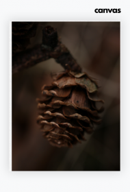 Szyszka - Canvas