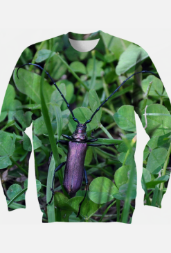 Bluza Aromia moschata