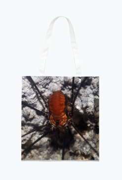 Torba Leiobunum limbatum Koch, 1861