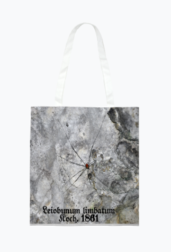 Torba Leiobunum limbatum Koch, 1861