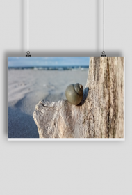 Plakat Muszla