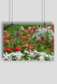 Meadow 001