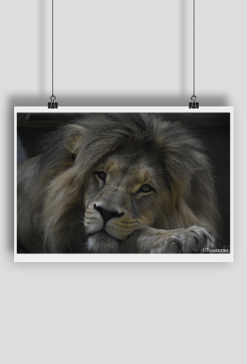 Resting King