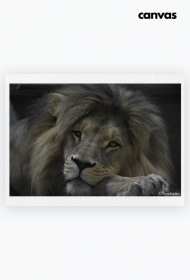 Resting King Canvas