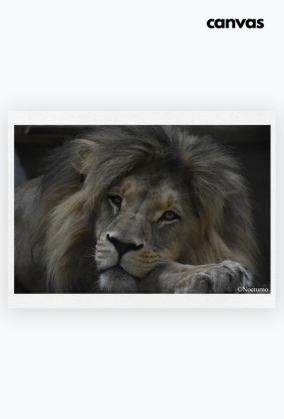 Resting King Canvas