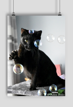 Gacek the Cat