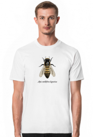 Apis m. ligustica - włoska pszczoła