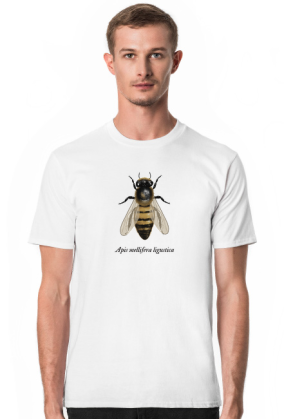 Apis m. ligustica - włoska pszczoła