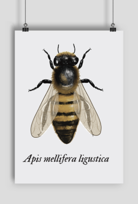 Apis m. ligustica - włoska pszczoła