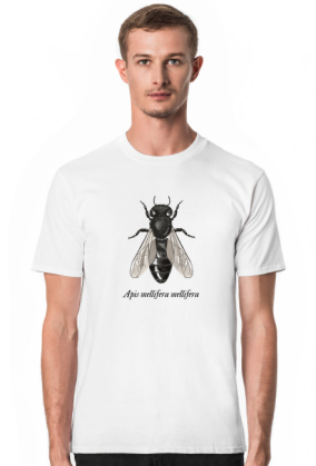 Apis m. melifera - ciemna pszczoła