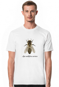 Apis m. carnica - pszczoła kraińska