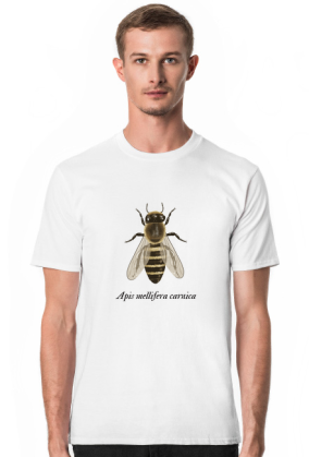 Apis m. carnica - pszczoła kraińska
