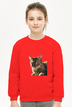 Ładny kot na trawie