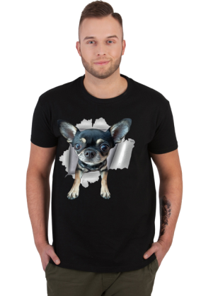 Chihuahua (różne kolory) | ToSeKup