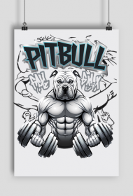 PLAKAT PITBULL GYM