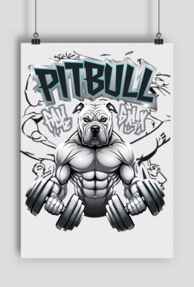 PLAKAT PITBULL GYM