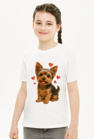 Yorkshire Terrier, York