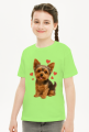 Yorkshire Terrier, York
