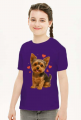 Yorkshire Terrier, York