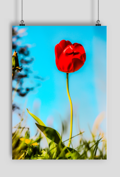 Tulipan