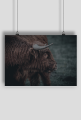 Highland cattle