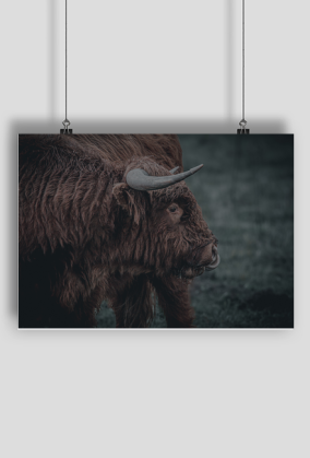 Highland cattle