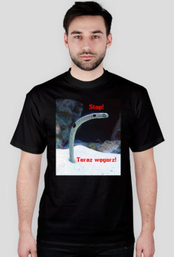 Teraz węgorz