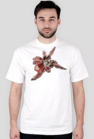 Avicularia versicolor 1