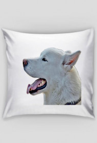 Alaskan malamute