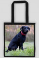 Labrador