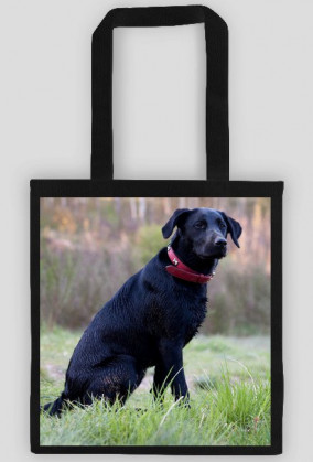 Labrador