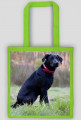 Labrador