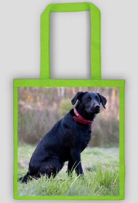 Labrador