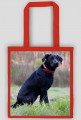 Labrador