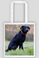 Labrador