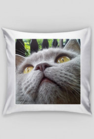 cat pillow